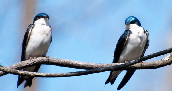 Broadmoor’s Marzolf lectures on winter wildlife