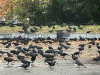 Meet the flockers: why birds migrate