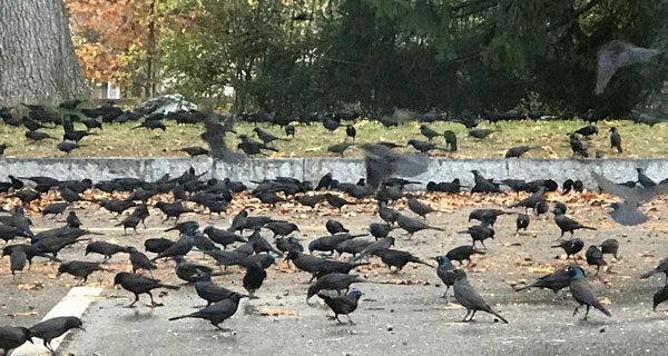 Meet the flockers: why birds migrate