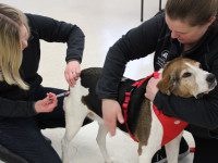 Rabies clinic offers low-cost vaccinations