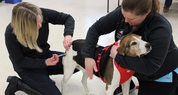 Rabies clinic offers low-cost vaccinations