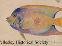 Winter Wednesday bringing fish to library