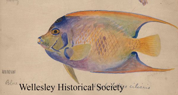 Winter Wednesday bringing fish to library