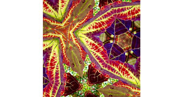 Kira Seamon to exhibit at library