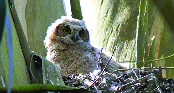 For some birds, love is in the air