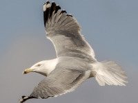 Local hotspot attracts out-of-towners