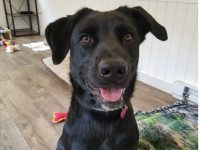 The (Bay)path to animal adoption