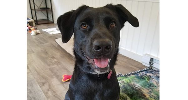 The (Bay)path to animal adoption