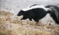 Night moves: nocturnal critters quietly creep