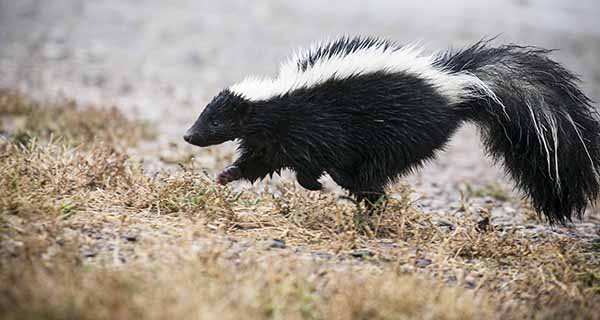 Night moves: nocturnal critters quietly creep