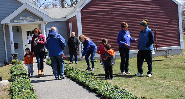 Needham celebrates annual Pansy Day