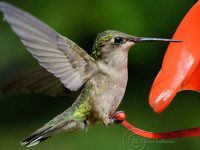 Frequent tiny flyers return to feed