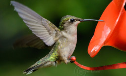 Frequent tiny flyers return to feed