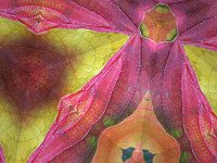 ‘Stained Glass Sky’ coming to library