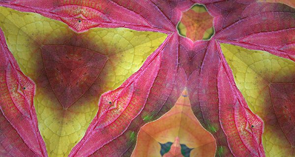 ‘Stained Glass Sky’ coming to library