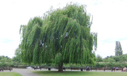 Jolly green giants: the wonder of trees