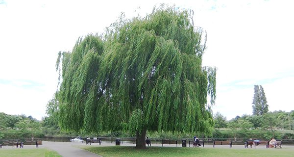 Jolly green giants: the wonder of trees