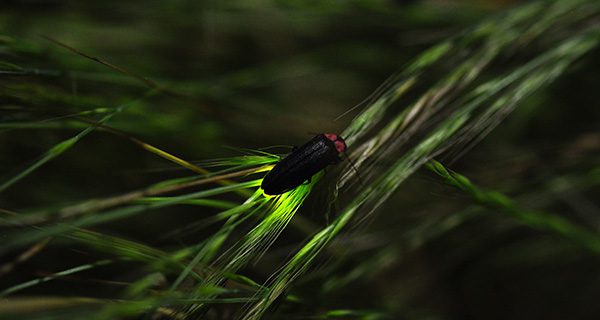 Fireflies light up local skies