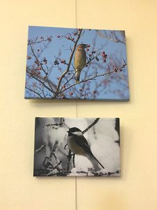 Sullivan’s photos, ‘Cedar Wax Wing’ and ‘Chickadee.’ Photos by Emily Greffenius 