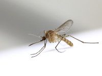 Infected mosquitoes found, WNV buzz increases