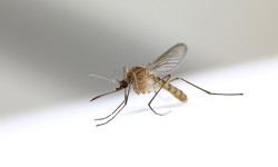 Infected mosquitoes found, WNV buzz increases