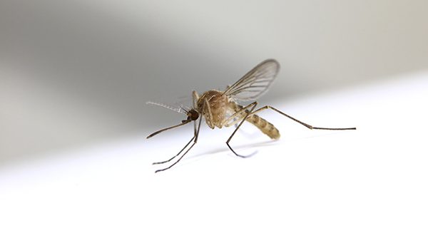 Norfolk County conducting aerial spraying of wetlands, April 28-29