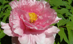 Evening Garden Club hosting peony presentation