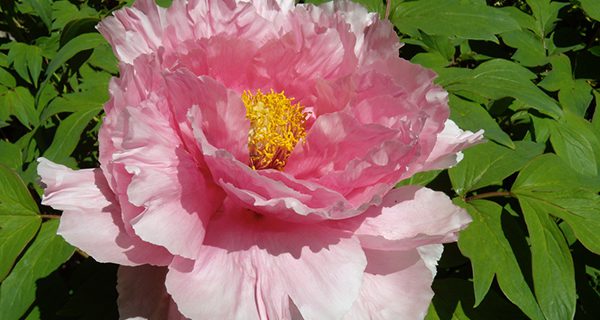 Evening Garden Club hosting peony presentation