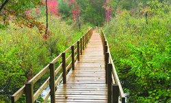 Boardwalk opening soon in Walpole