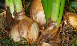 Chicatabot Garden Club presenting ‘Forcing Bulbs’