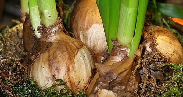 Chicatabot Garden Club presenting ‘Forcing Bulbs’