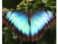 Wellesley Library hosts butterfly show