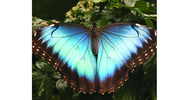 Wellesley Library hosts butterfly show