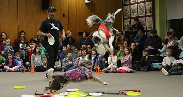 Flying, flipping dogs loosed in library