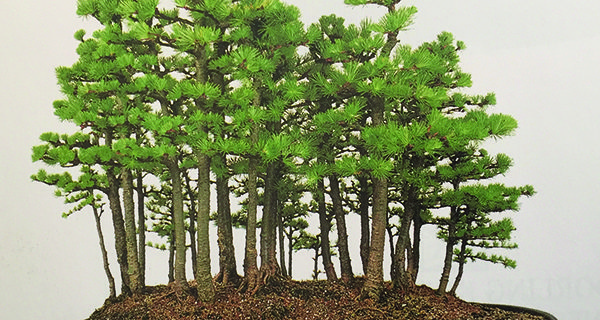 Bonsai Creation Workshop coming soon