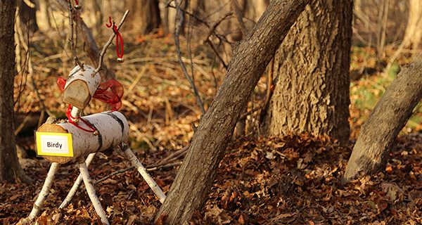 Reindeer games at Bird Park