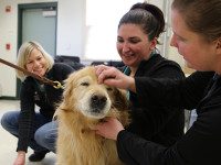 Annual rabies clinic draws wide crowd