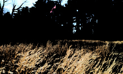 Bird Park’s pandemic roots