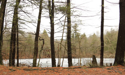 Noanet Woodlands a messy joy in winter