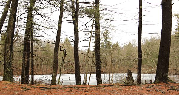 Noanet Woodlands a messy joy in winter