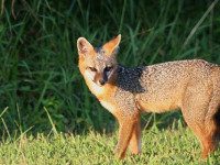 Cunning local foxes thrive in winter