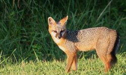 Cunning local foxes thrive in winter