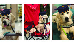 GOFI to graduate service dogs
