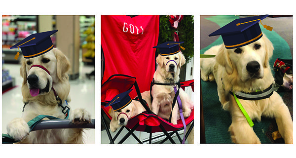 GOFI to graduate service dogs