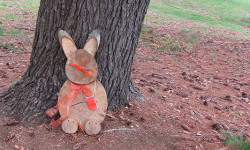 Searching for bunnies in Bird Park