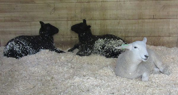Lambs Goodwill, Shaun, and Charlotte cuddle together in their stall.