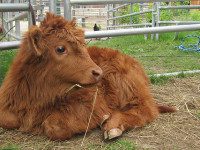 Unity Farm welcomes new residents