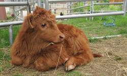 Unity Farm welcomes new residents