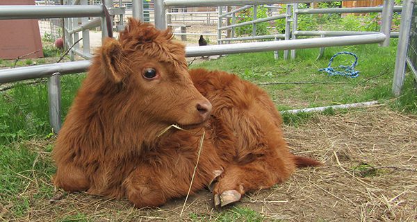 Unity Farm welcomes new residents