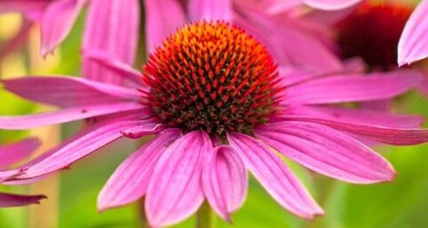 Medfield Garden Club hosting Spring Plant Sale